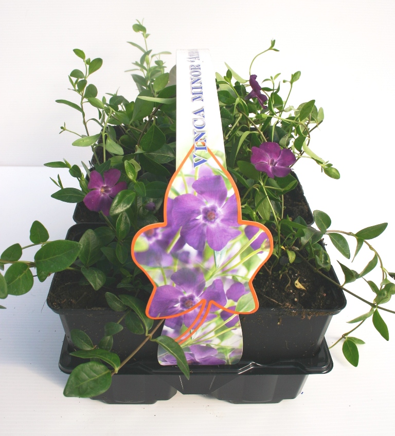 Půdopokryvné rostliny - Barvínek menší 'Alba' 6pack