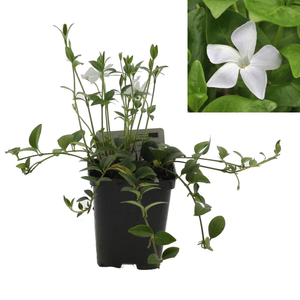 Rostliny - Barvínek menší Alba 9cm