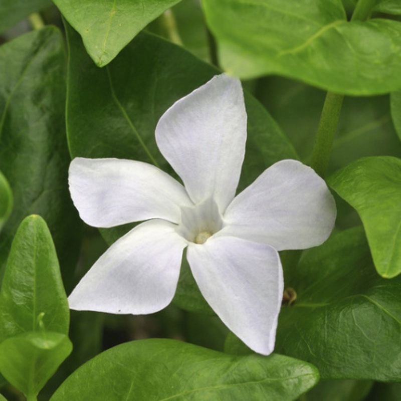 Barvínek menší Alba 9cm-0