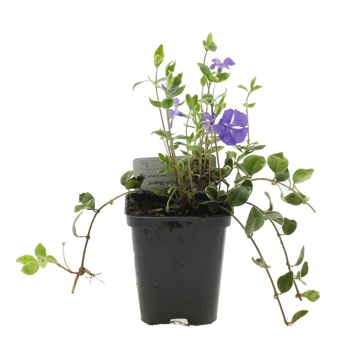 Půdopokryvné rostliny - Barvínek menší Argenteomarginata 9cm