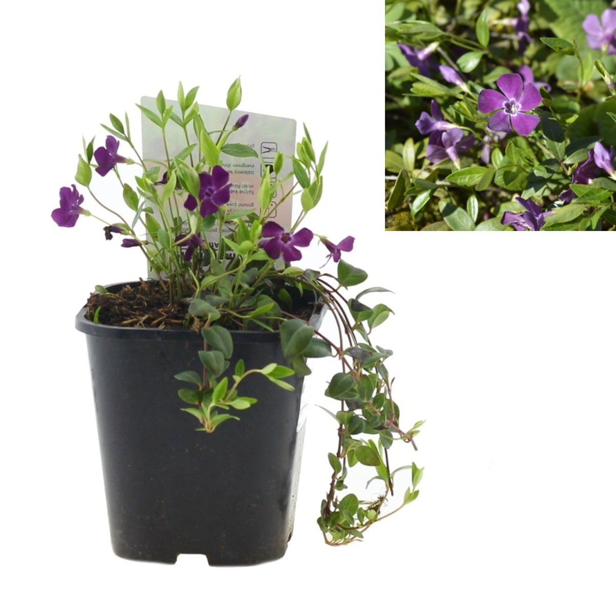 Půdopokryvné rostliny - Barvínek menší Atropurpurea 1,4 litru