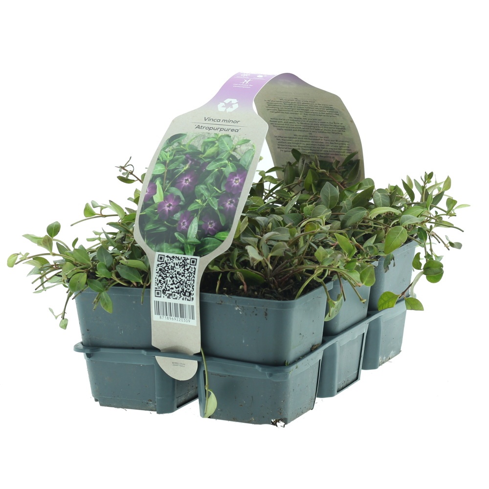 Půdopokryvné rostliny - Barvínek menší Atropurpurea 6pack