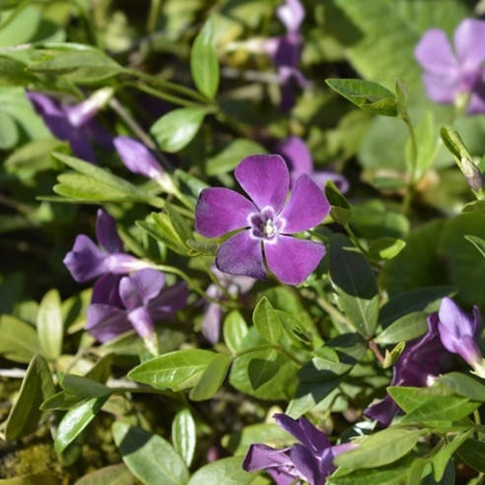 Půdopokryvné rostliny - Barvínek menší Atropurpurea květináč 10,5cm