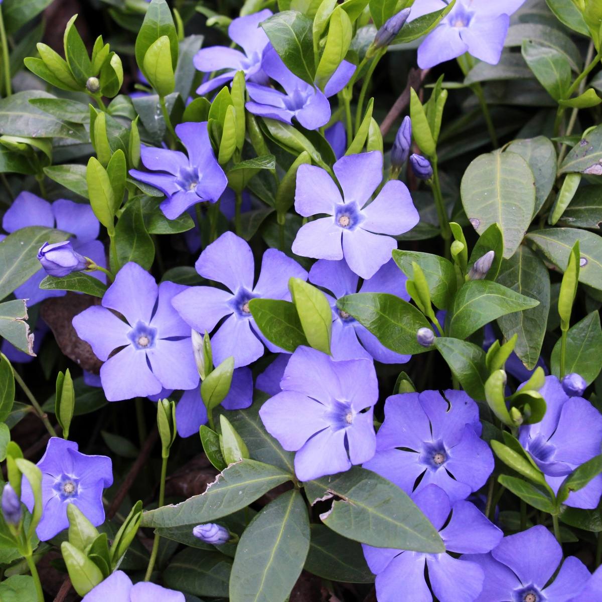 Půdopokryvné rostliny - Barvínek menší Bowles Cunningham květináč 10,5cm