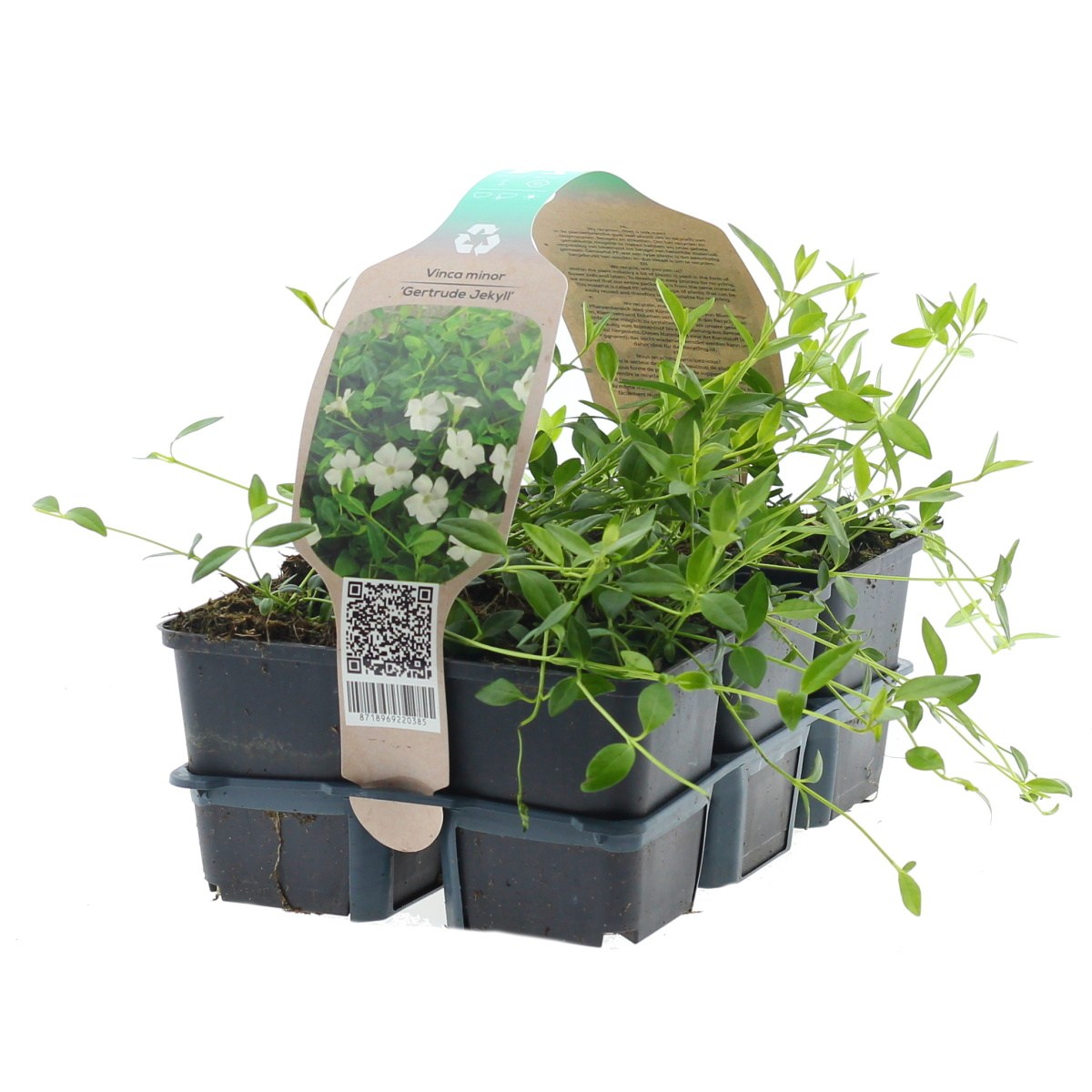 Půdopokryvné rostliny - Barvínek menší  Gertrude Jekyll 6pack