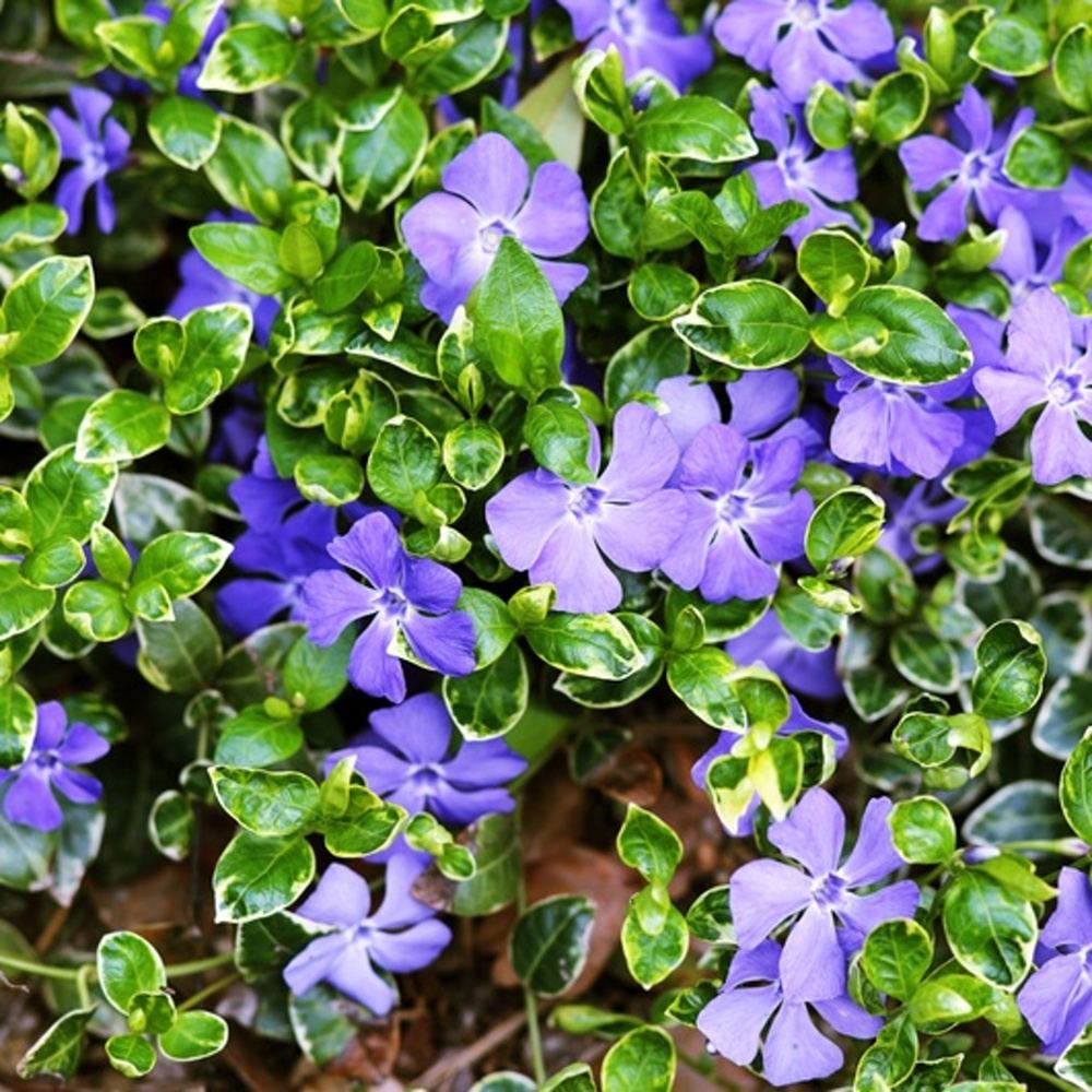 Půdopokryvné rostliny - Barvínek menší Ralph Shugert květináč 10,5cm