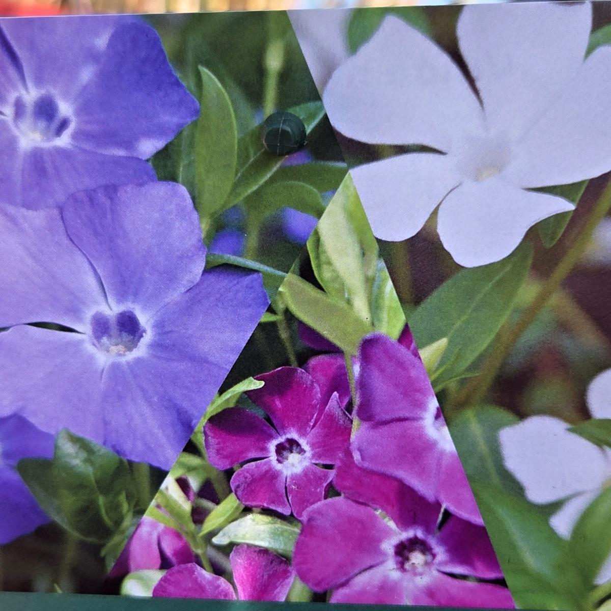 Půdopokryvné rostliny - Barvínek menší Trio květináč 2 litry