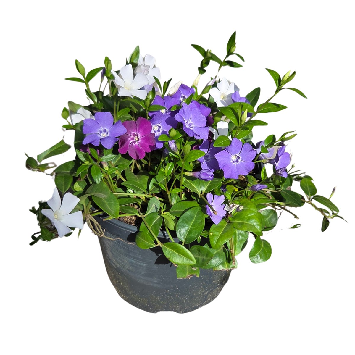 Půdopokryvné rostliny - Barvínek menší Trio květináč 2 litry