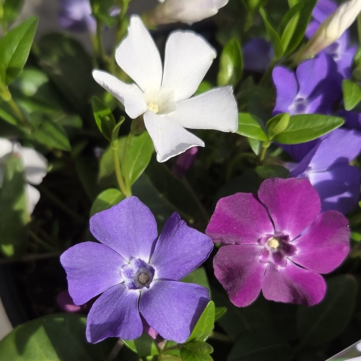 Barvínek menší Trio květináč 2 litry-0