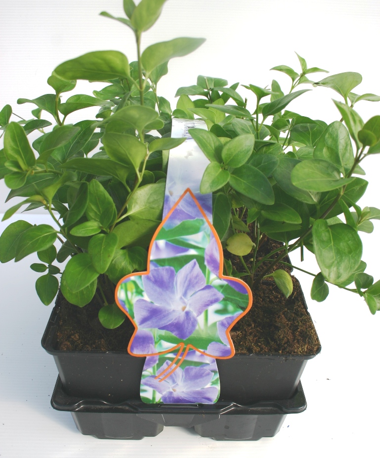 Půdopokryvné rostliny - Barvínek větší 6pack