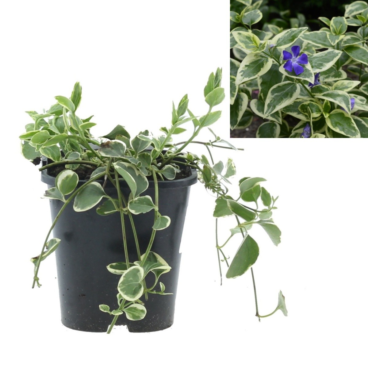 Půdopokryvné rostliny - Barvínek větší Variegata 1,4 litru