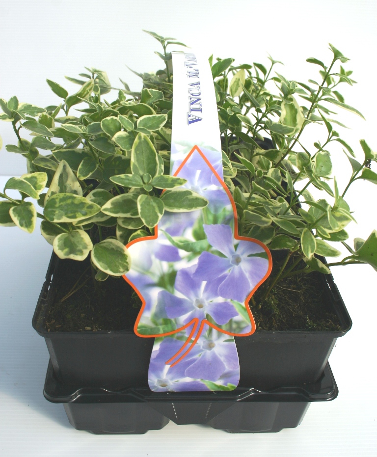 Půdopokryvné rostliny - Barvínek větší 'Variegata' 6pack