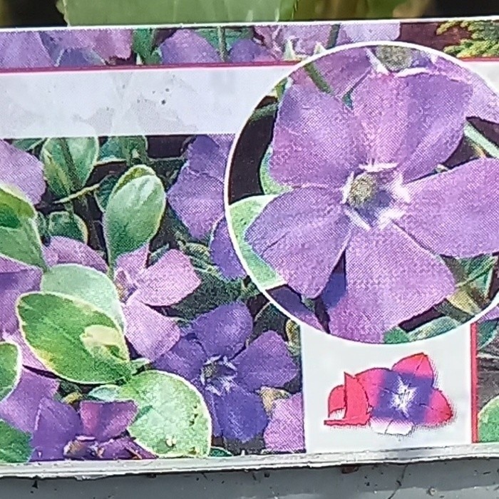Půdopokryvné rostliny - Barvínek větší 'Variegata' květináč 9cm