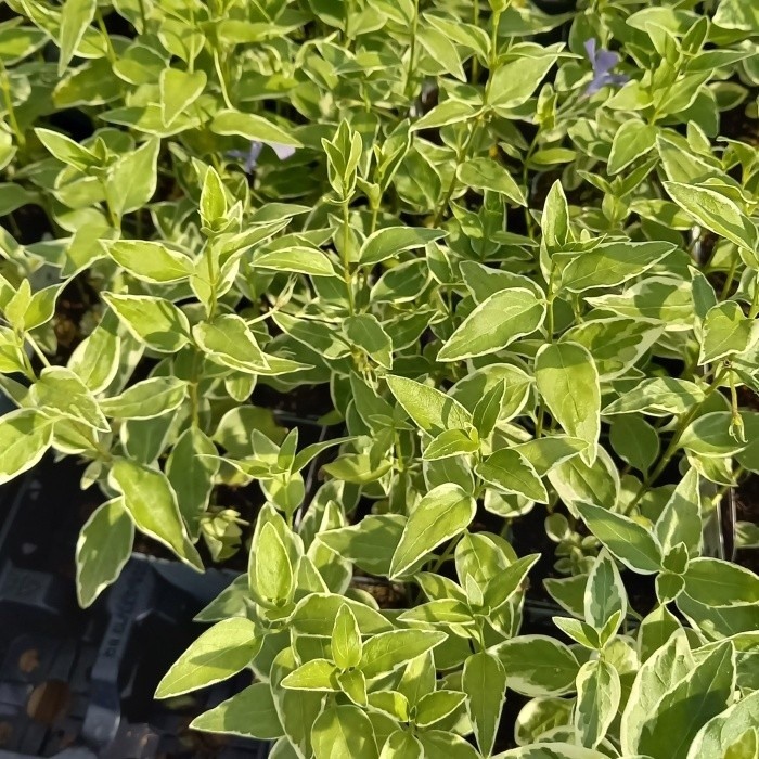 Barvínek větší 'Variegata' květináč 9cm-0