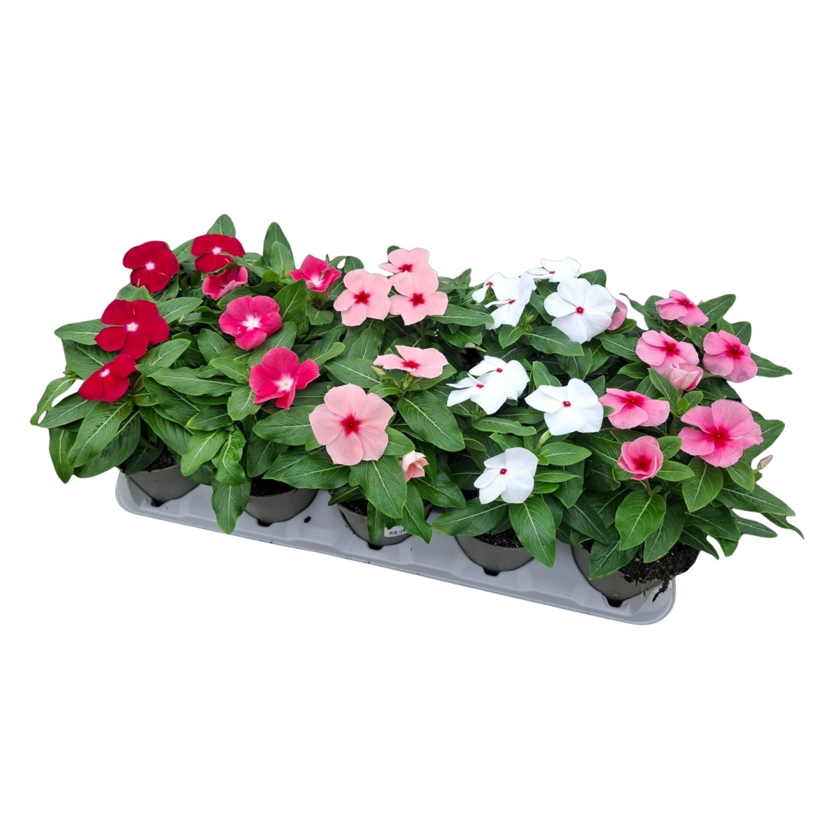 Nádobové květiny - Barvínkovec růžový mix, květináč 14cm