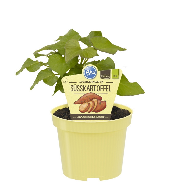 Bylinky - Batáta Erato BIO květináč 12cm