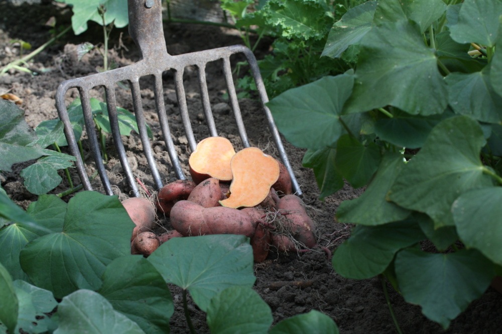 Batáta Erato BIO květináč 12cm-0