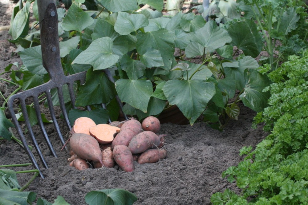 Batáta Erato BIO květináč 12cm-1