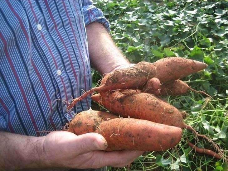 Batáta Erato BIO květináč 12cm-2