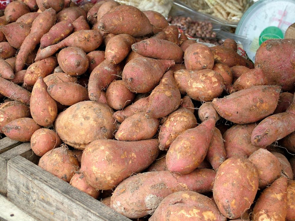 Batáta Erato BIO květináč 12cm-3