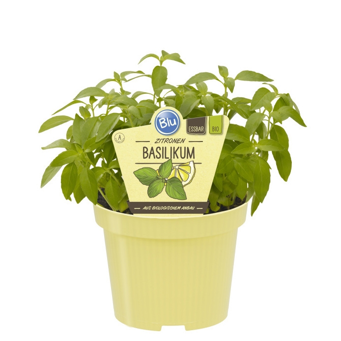 Bylinky - Bazalka citronová BIO květináč 12cm