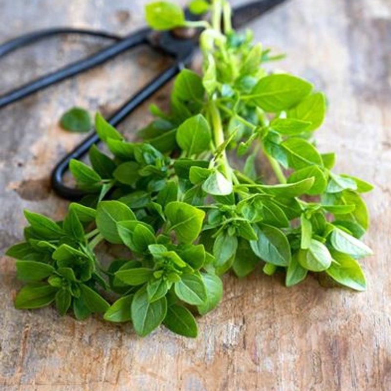 Bylinky - Bazalka Copa Petite Green neroubovaná 12cm