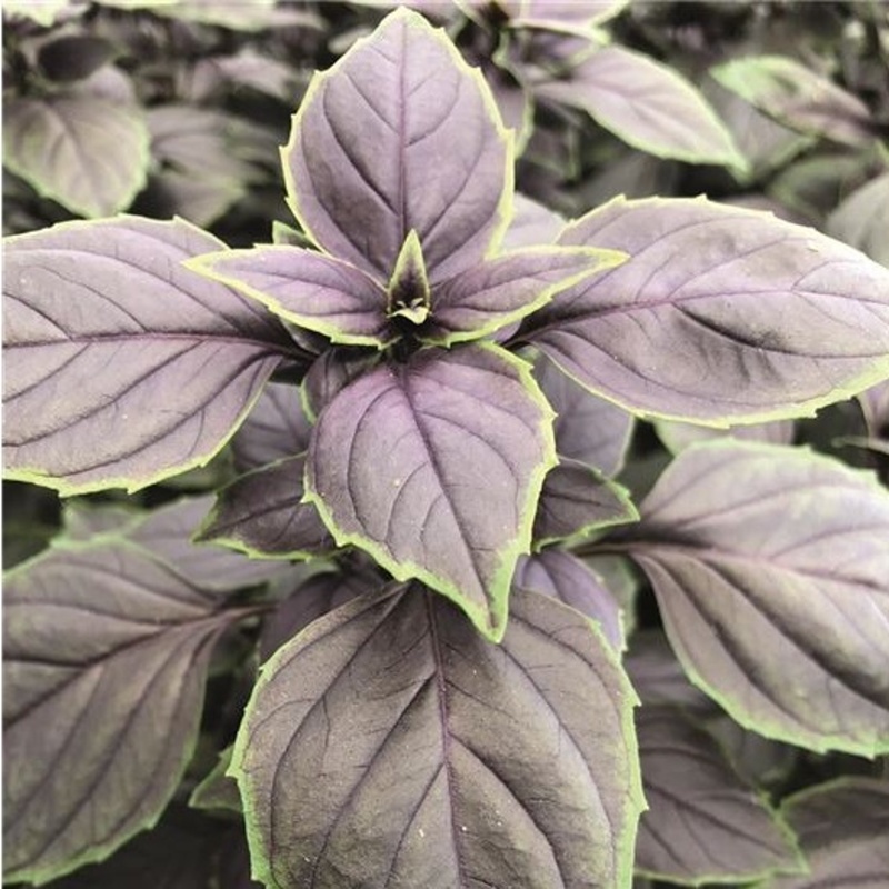 Bylinky - Bazalka Copa Red-Green Shades neroubovaná 12cm