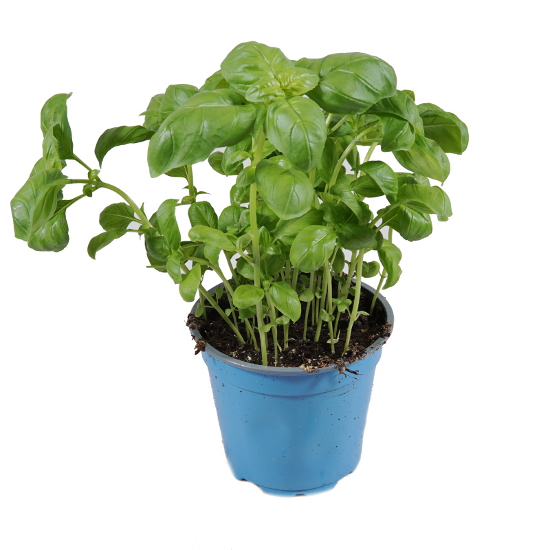 Bylinky - Bazalka 'Edwina' květináč 12cm