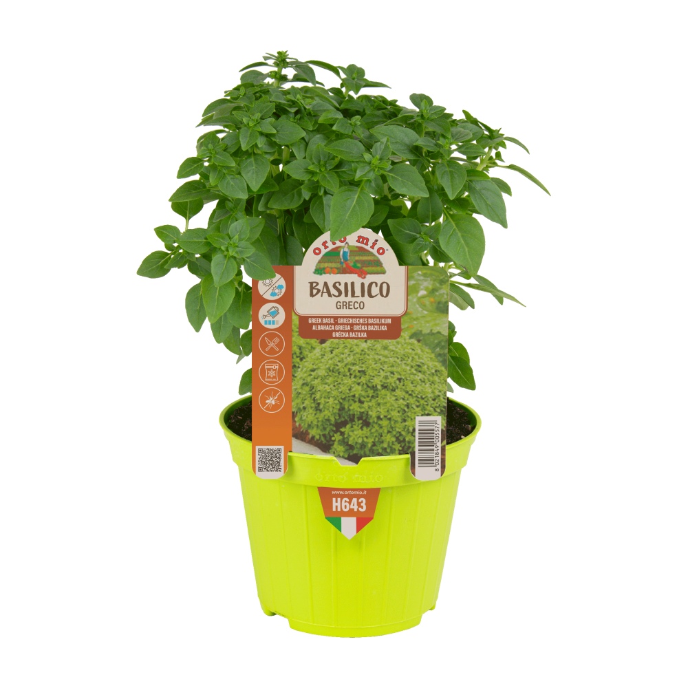 Bylinky - Bazalka Greco květináč 10cm