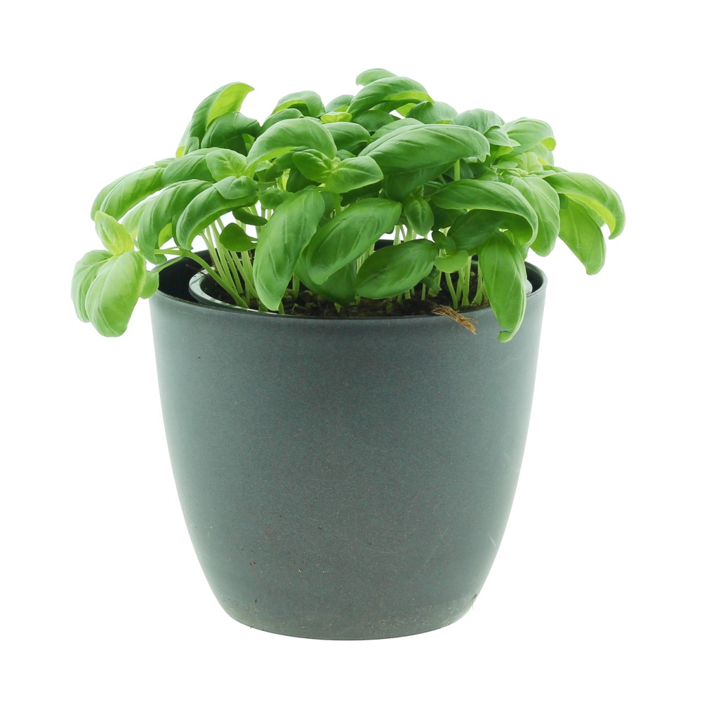 Bylinky - Bazalka květináč 14cm