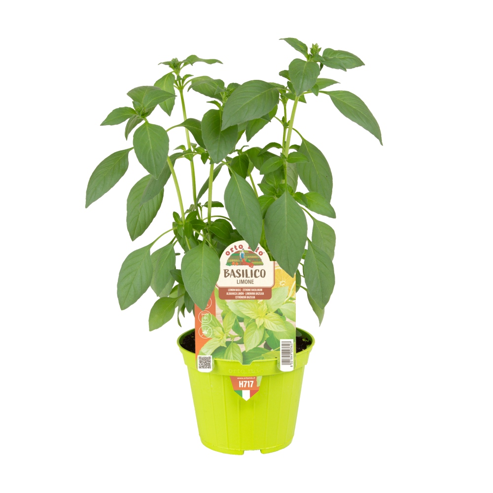 Bylinky - Bazalka Limone květináč 10cm