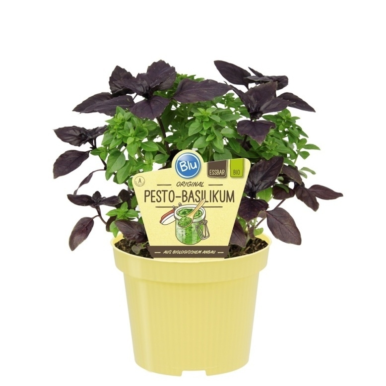 Bylinky - Bazalka pesto BIO květináč 12cm