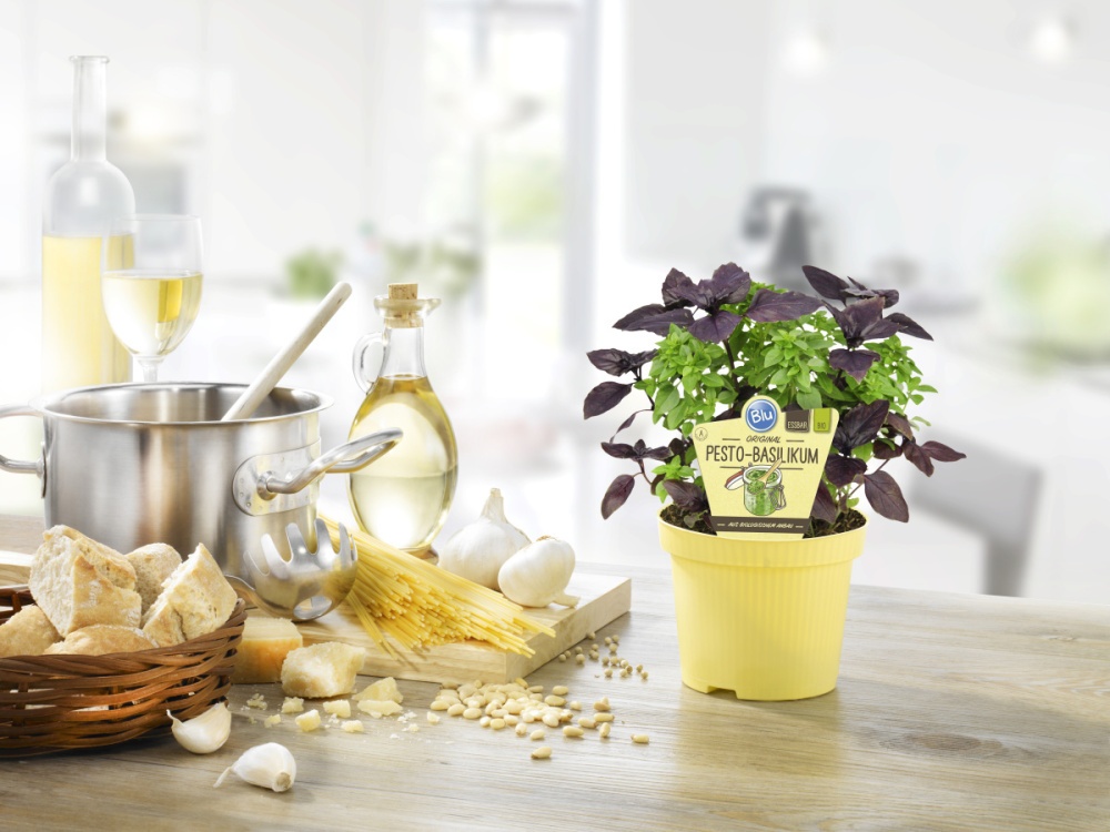Bazalka pesto BIO květináč 12cm-0