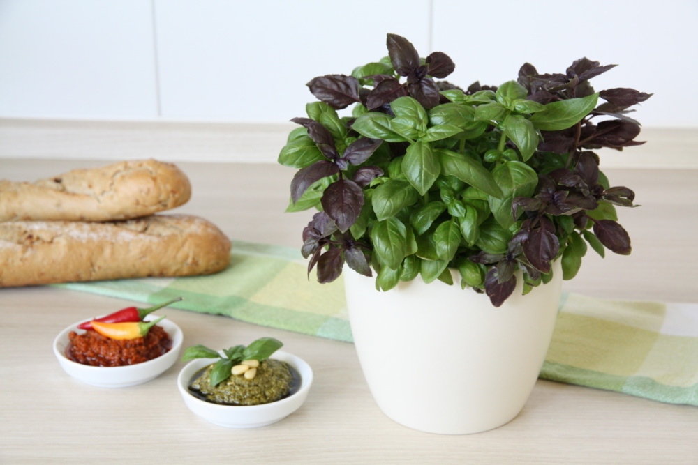 Bazalka pesto BIO květináč 12cm-1