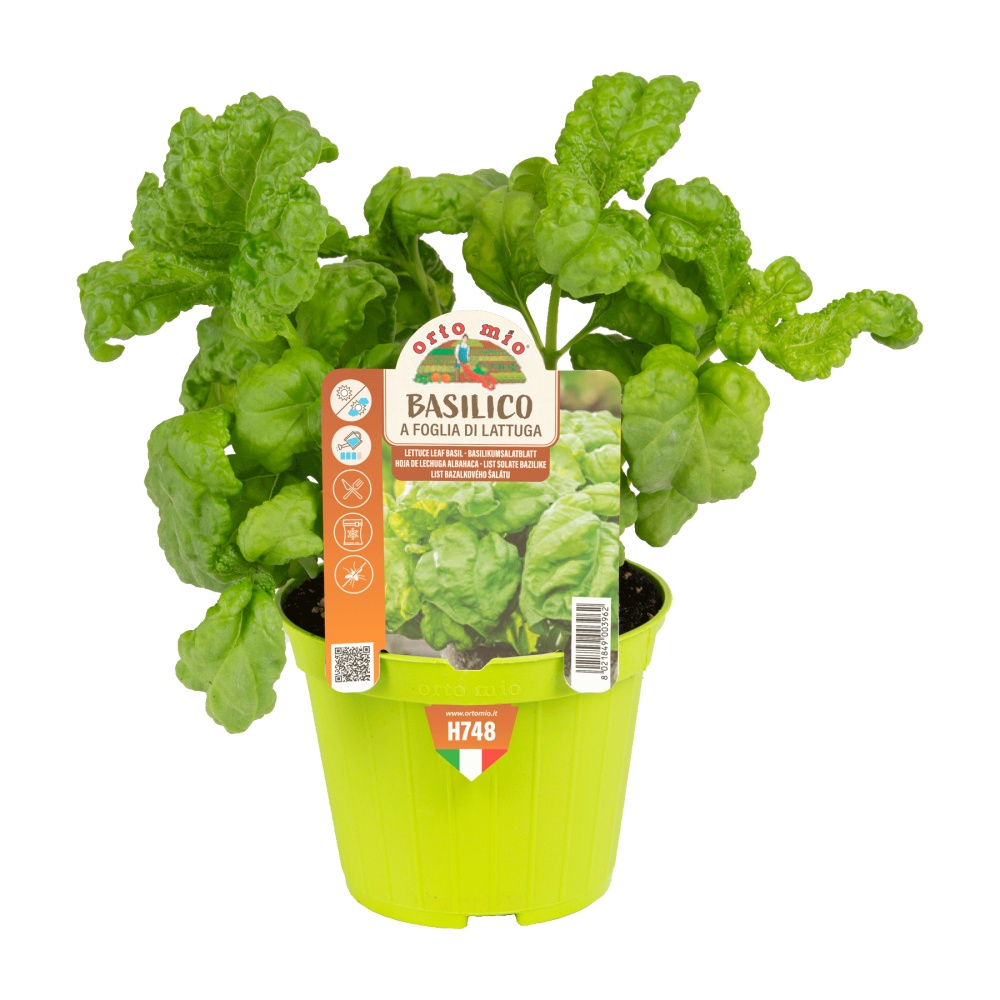 Neroubovaná sadba - Bazalka pravá Foglia di Lattuga květináč 10cm