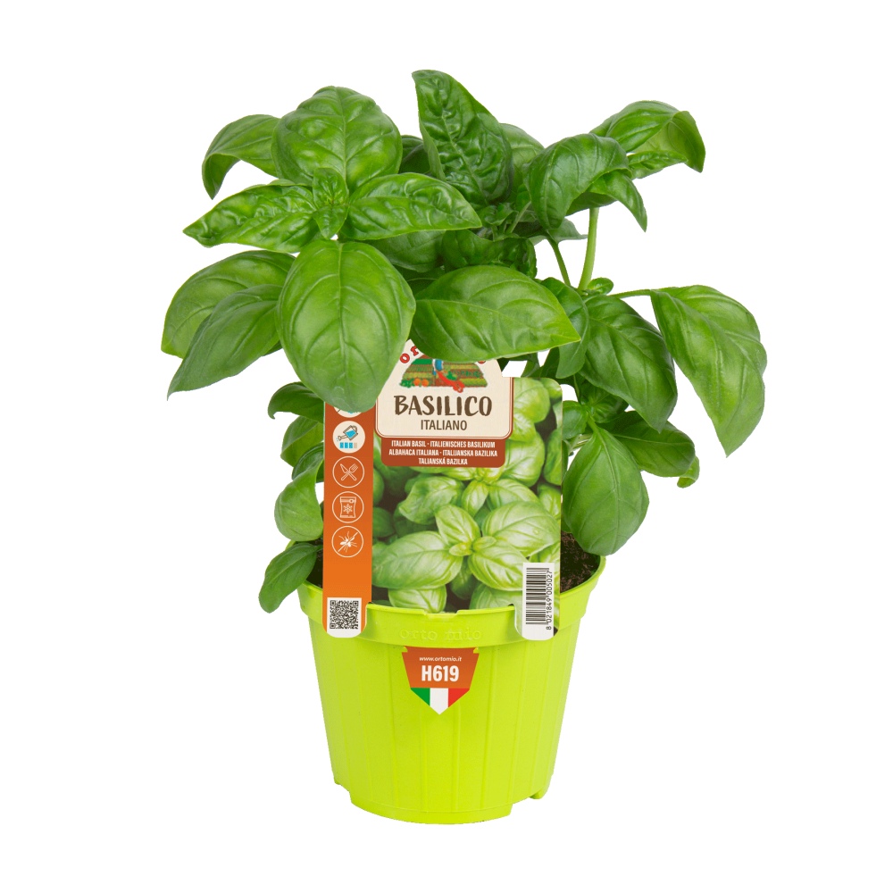 Bylinky - Bazalka pravá Gervaso květináč 10cm