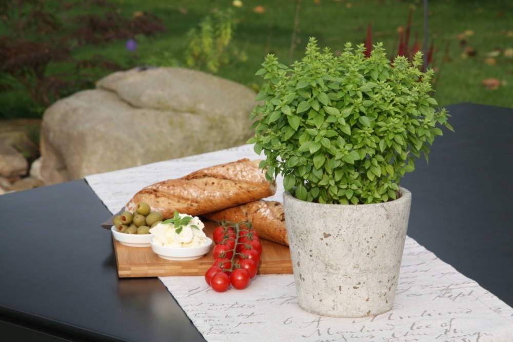 Bazalka řecká BIO květináč 12cm-0