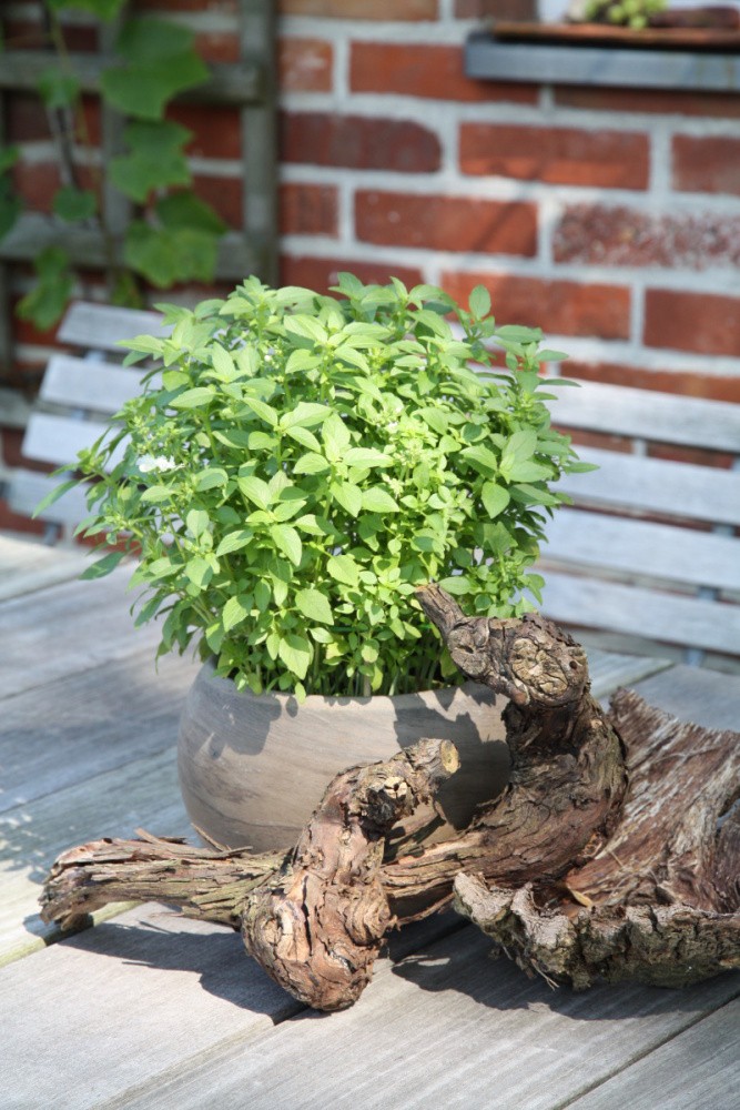 Bazalka řecká BIO květináč 12cm-1