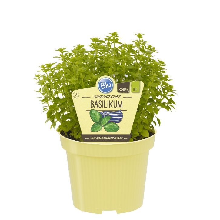 Bylinky - Bazalka řecká BIO květináč 12cm