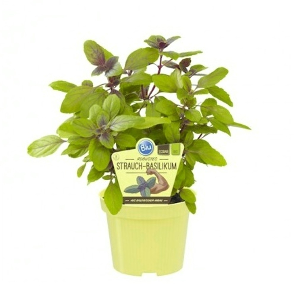 Bylinky - Bazalka robustní BIO květináč 12cm