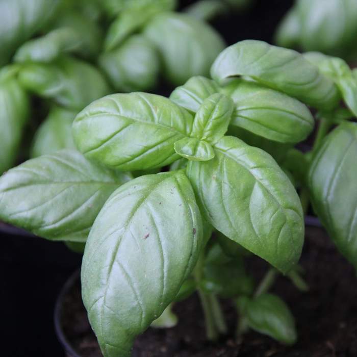 Bylinky - Bazalka setá květináč 12cm