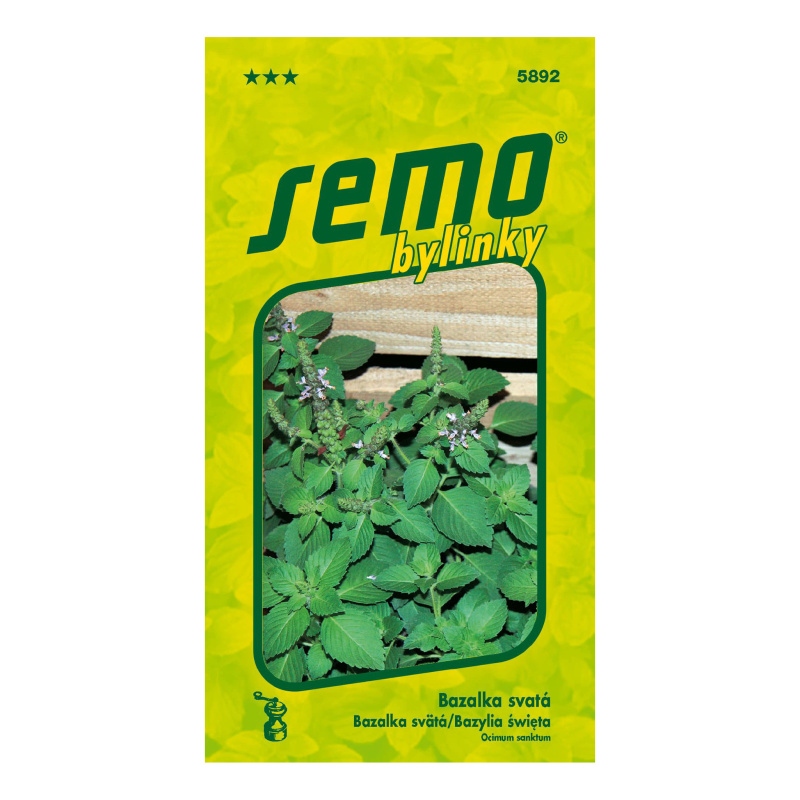 Bazalka svatá Thulsi-0
