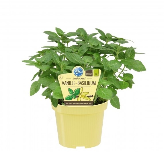 Bylinky - Bazalka vanilková BIO květináč 12cm