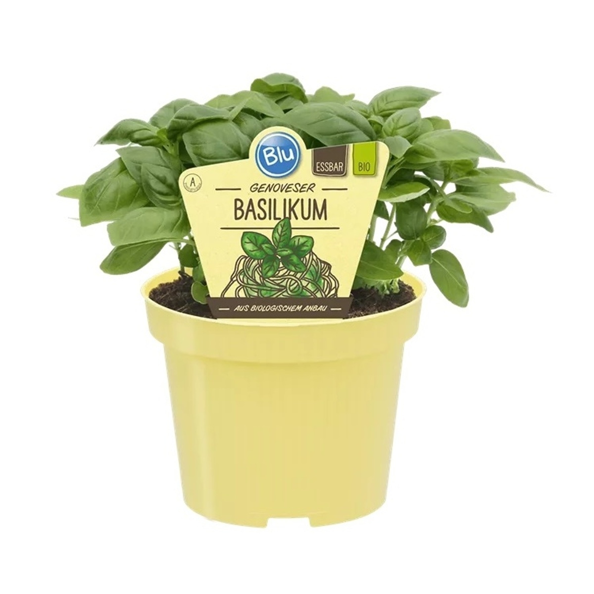 Bylinky - Bazalka velkolistá Genovese BIO květináč 12cm