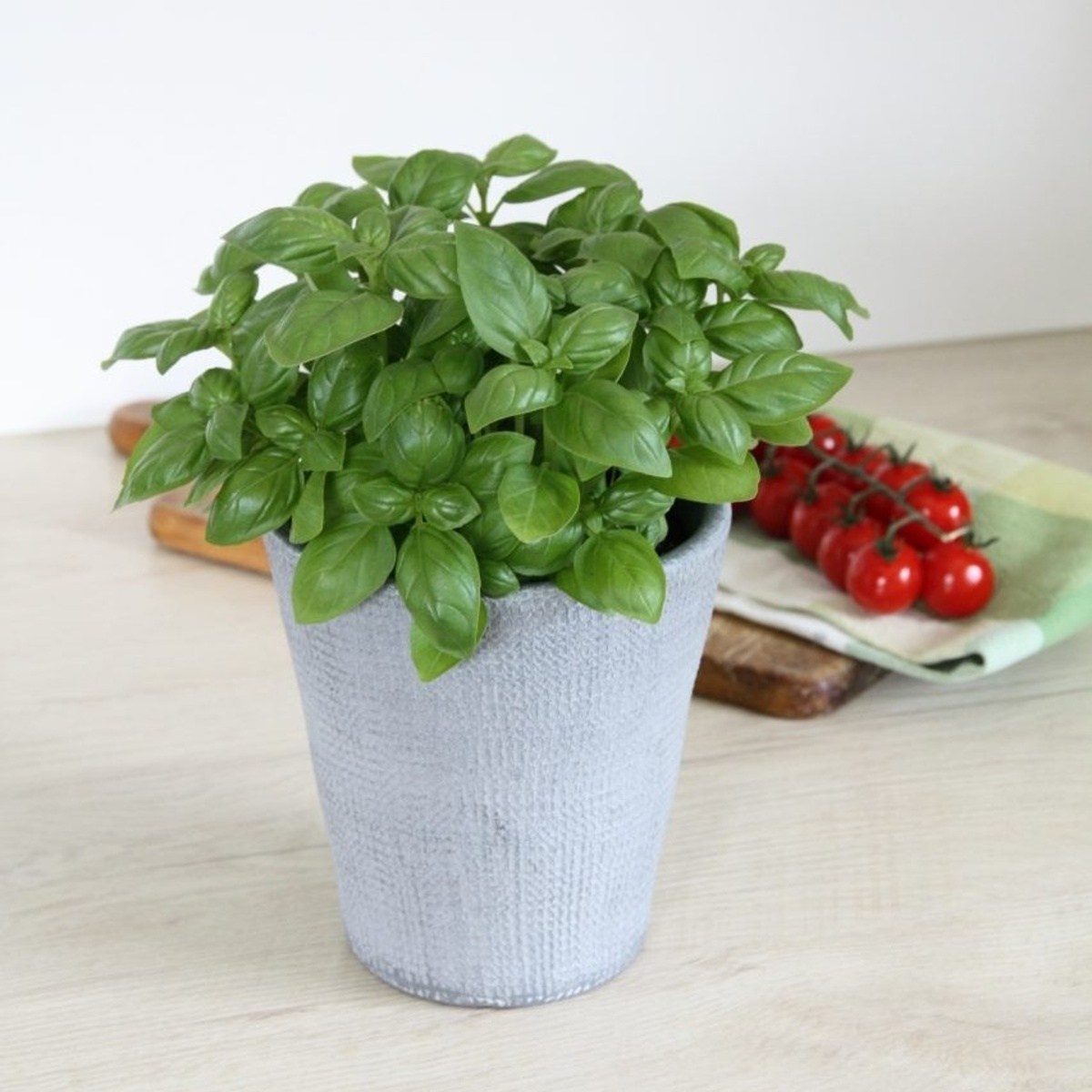 Bazalka velkolistá Genovese BIO květináč 12cm-0