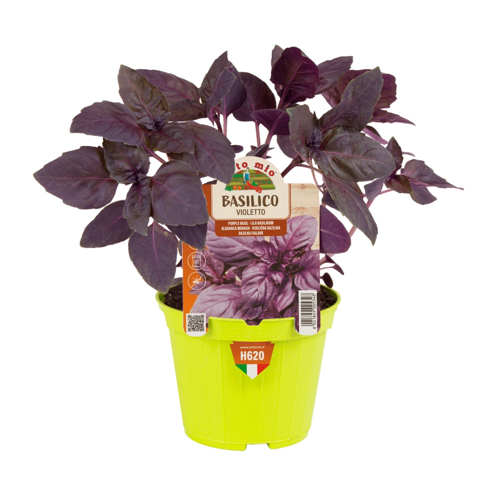 Bylinky - Bazalka Violetto/Red Rubin květináč 10cm