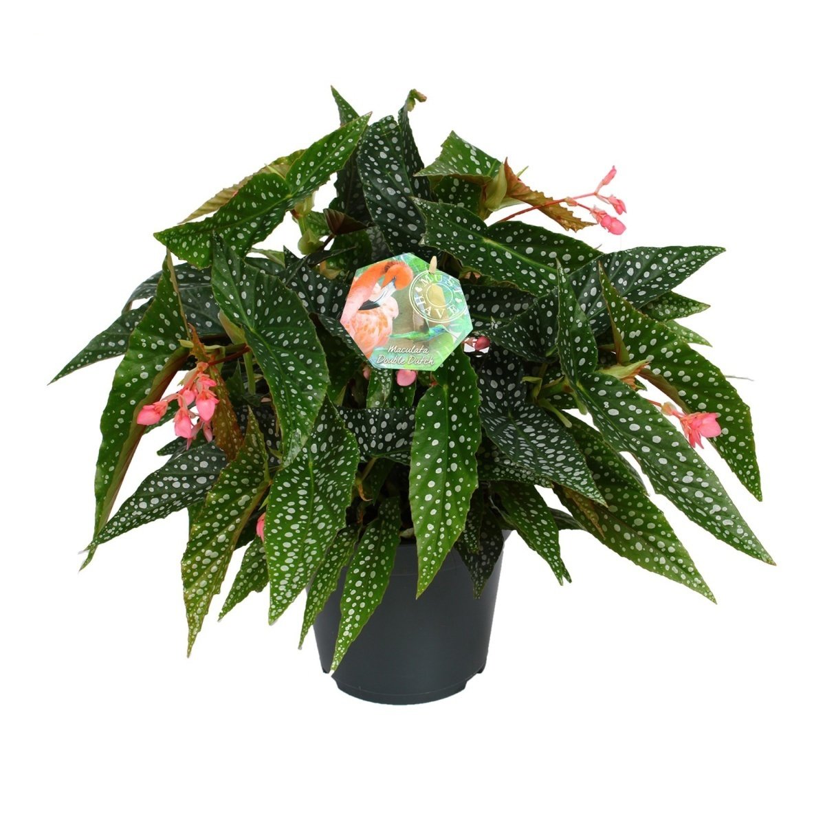 Okrasné pokojové rostliny - Begónia korálová Double Dot květináč 12cm