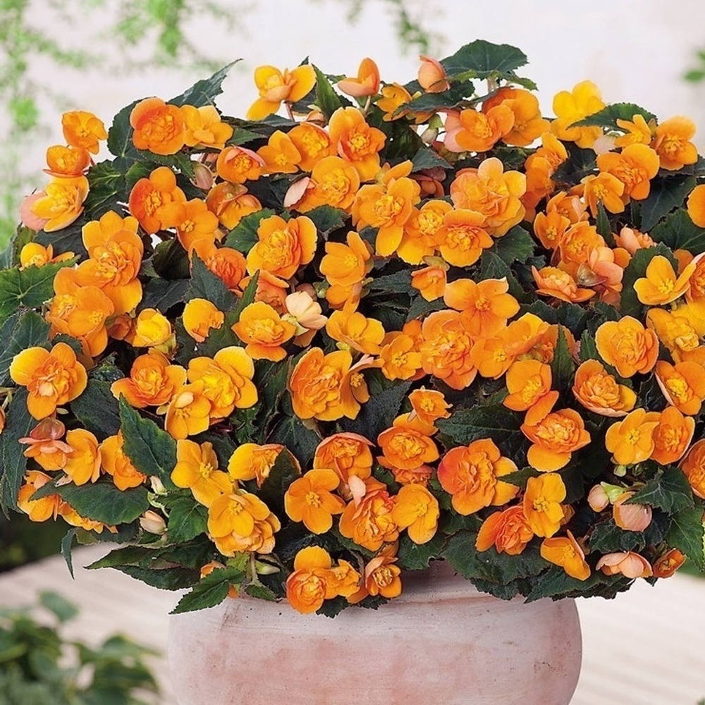 Vzpřímené balkonové květiny - Begonie Beluga Orange 4ks květináč 11cm