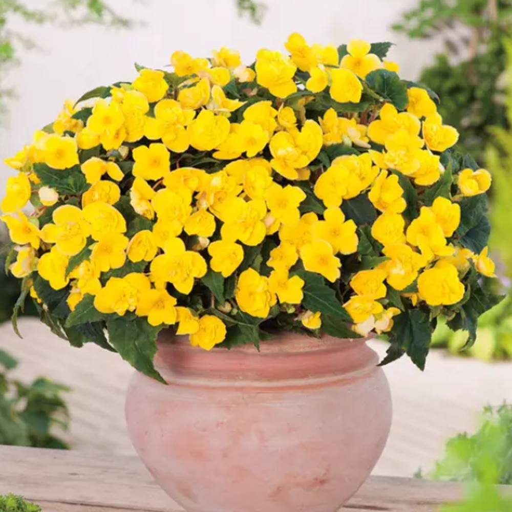 Vzpřímené balkonové květiny - Begonie Beluga Yellow 4ks květináč 11cm