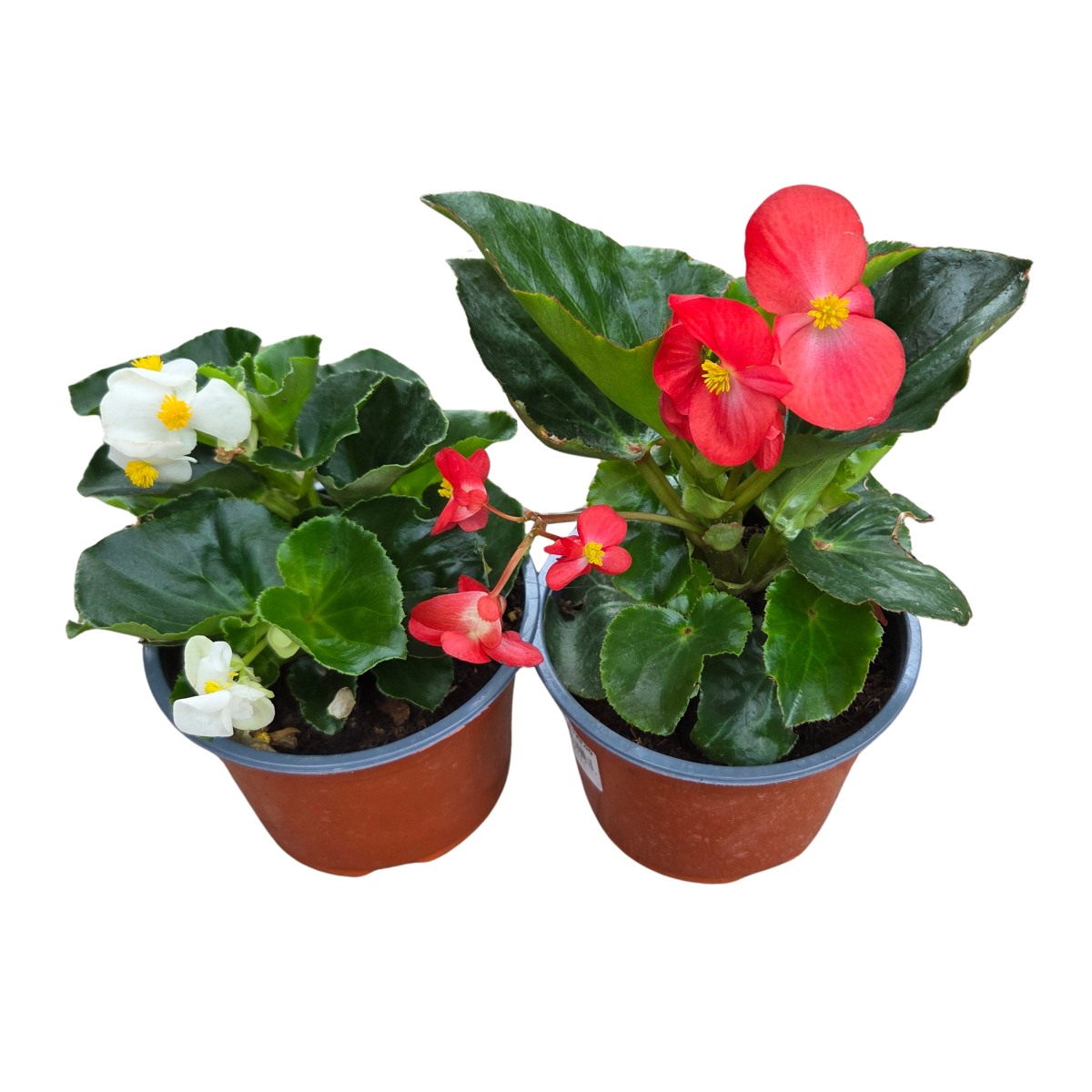 Nádobové květiny - Begonie benarijská květináč 17cm